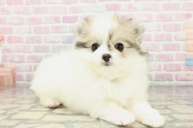 東京都のポメチワ/チワポメ/ポメチー(ポメラニアン×チワワ) (Coo&RIKU新小岩店/2026年1月24日生まれ/女の子/パーティーカラー)の子犬の3枚目の画像