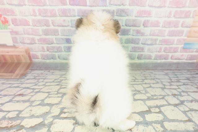 東京都のポメチワ/チワポメ/ポメチー(ポメラニアン×チワワ) (Coo&RIKU新小岩店/2026年1月24日生まれ/女の子/パーティーカラー)の子犬の4枚目の画像