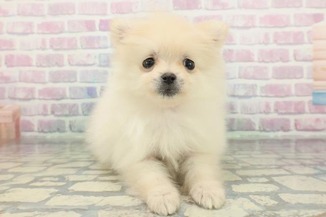 千葉県のポメラニアン (Coo&RIKU木更津店/2026年1月11日生まれ/女の子/クリーム)の子犬
