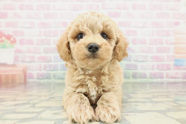 愛媛県のビションプー(ビションフリーゼ×プードル) (Coo&RIKU愛媛松山店/2026年1月26日生まれ/男の子/アプリコット)の子犬の1枚目の画像