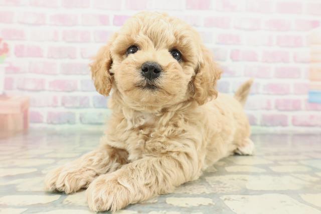 愛媛県のビションプー(ビションフリーゼ×プードル) (Coo&RIKU愛媛松山店/2026年1月26日生まれ/男の子/アプリコット)の子犬の2枚目の画像