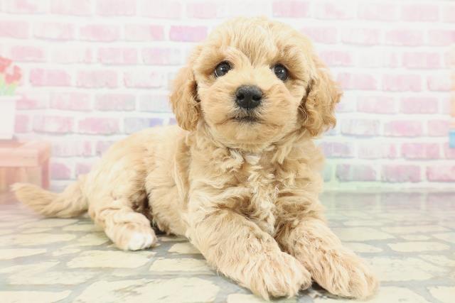 愛媛県のビションプー(ビションフリーゼ×プードル) (Coo&RIKU愛媛松山店/2026年1月26日生まれ/男の子/アプリコット)の子犬の3枚目の画像