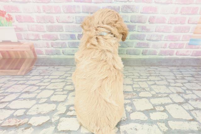 愛媛県のビションプー(ビションフリーゼ×プードル) (Coo&RIKU愛媛松山店/2026年1月26日生まれ/男の子/アプリコット)の子犬の4枚目の画像