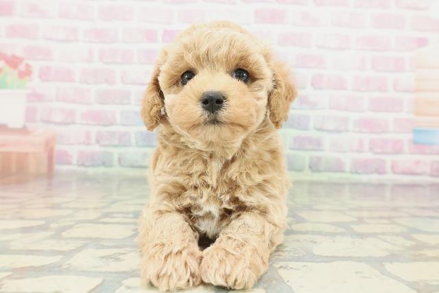 埼玉県のビションプー(ビションフリーゼ×プードル) (Coo&RIKU川越店/2026年1月26日生まれ/女の子/アプリコット)の子犬の1枚目の画像