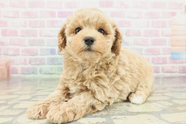 埼玉県のビションプー(ビションフリーゼ×プードル) (Coo&RIKU川越店/2026年1月26日生まれ/女の子/アプリコット)の子犬の2枚目の画像