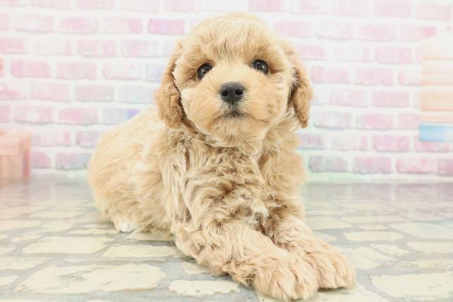 埼玉県のビションプー(ビションフリーゼ×プードル) (Coo&RIKU川越店/2026年1月26日生まれ/女の子/アプリコット)の子犬の3枚目の画像