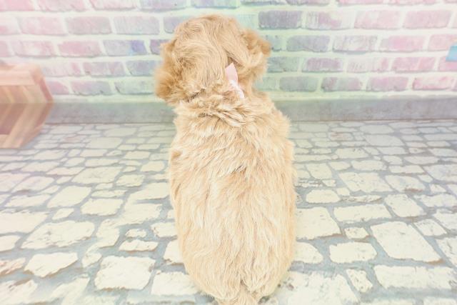 埼玉県のビションプー(ビションフリーゼ×プードル) (Coo&RIKU川越店/2026年1月26日生まれ/女の子/アプリコット)の子犬の4枚目の画像