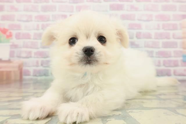 茨城県のポメマル/マルポメ(ポメラニアン×マルチーズ) (Coo&RIKU石岡店/2026年1月26日生まれ/男の子/クリーム)の子犬の2枚目の画像