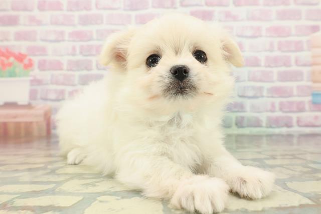 茨城県のポメマル/マルポメ(ポメラニアン×マルチーズ) (Coo&RIKU石岡店/2026年1月26日生まれ/男の子/クリーム)の子犬の3枚目の画像