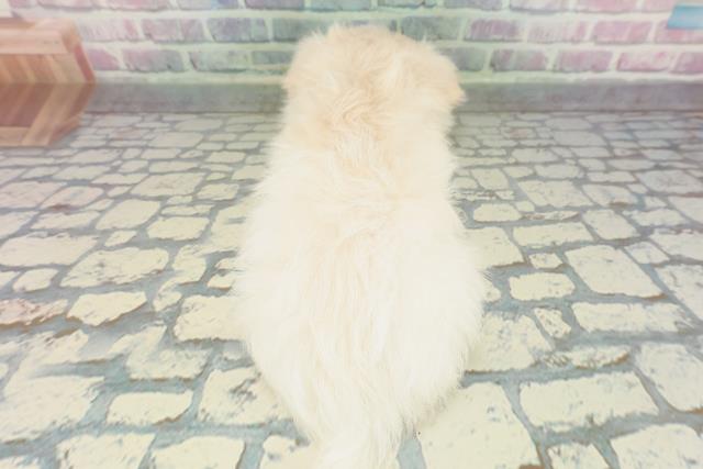 茨城県のポメマル/マルポメ(ポメラニアン×マルチーズ) (Coo&RIKU石岡店/2026年1月26日生まれ/男の子/クリーム)の子犬の4枚目の画像