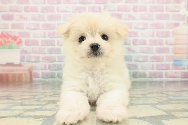 広島県のポメマル/マルポメ(ポメラニアン×マルチーズ) (Coo&RIKU福山店/2026年1月26日生まれ/女の子/クリーム)の子犬の1枚目の画像