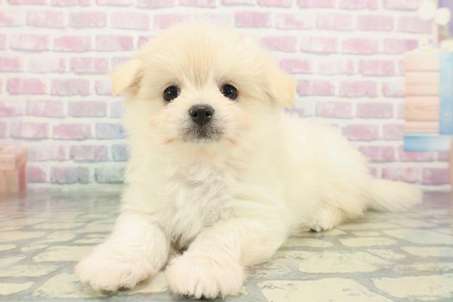 広島県のポメマル/マルポメ(ポメラニアン×マルチーズ) (Coo&RIKU福山店/2026年1月26日生まれ/女の子/クリーム)の子犬の2枚目の画像