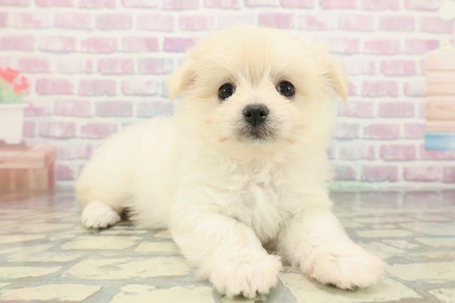 広島県のポメマル/マルポメ(ポメラニアン×マルチーズ) (Coo&RIKU福山店/2026年1月26日生まれ/女の子/クリーム)の子犬の3枚目の画像