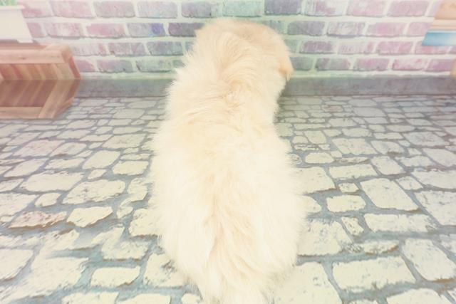広島県のポメマル/マルポメ(ポメラニアン×マルチーズ) (Coo&RIKU福山店/2026年1月26日生まれ/女の子/クリーム)の子犬の4枚目の画像