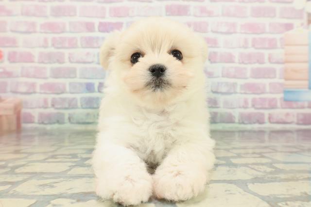 千葉県のポメマル/マルポメ(ポメラニアン×マルチーズ) (Coo&RIKU八街店/2026年1月26日生まれ/女の子/クリーム)の子犬の1枚目の画像