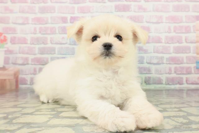 千葉県のポメマル/マルポメ(ポメラニアン×マルチーズ) (Coo&RIKU八街店/2026年1月26日生まれ/女の子/クリーム)の子犬の3枚目の画像