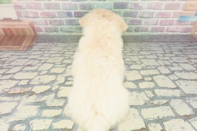 千葉県のポメマル/マルポメ(ポメラニアン×マルチーズ) (Coo&RIKU八街店/2026年1月26日生まれ/女の子/クリーム)の子犬の4枚目の画像