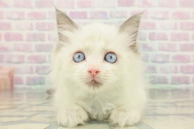 埼玉県のラグドール (Coo&RIKU川越店/2026年1月22日生まれ/男の子/ブルーポイントバイカラー)の子猫の1枚目の画像