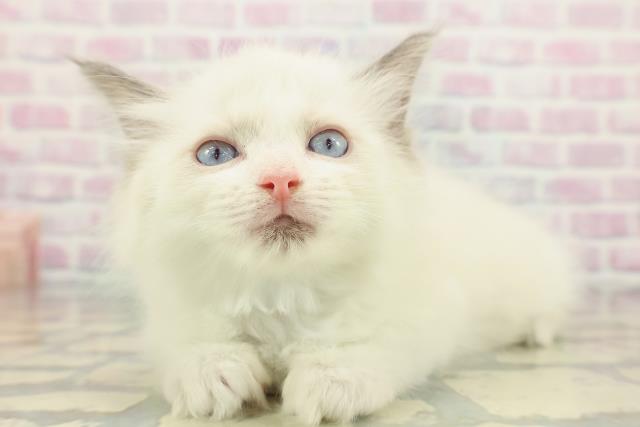 埼玉県のラグドール (Coo&RIKU川越店/2026年1月22日生まれ/男の子/ブルーポイントバイカラー)の子猫の2枚目の画像