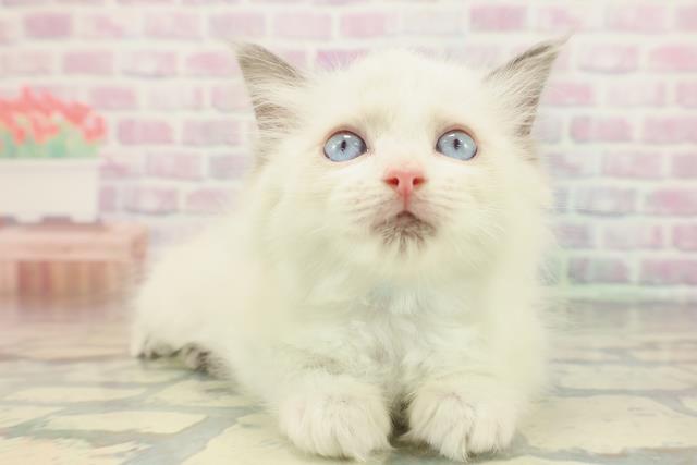 埼玉県のラグドール (Coo&RIKU川越店/2026年1月22日生まれ/男の子/ブルーポイントバイカラー)の子猫の3枚目の画像