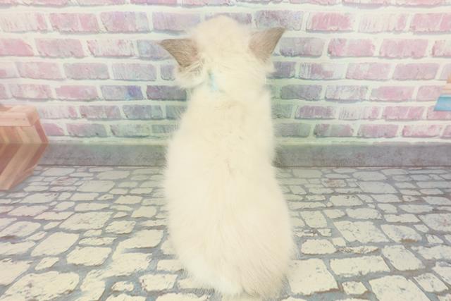 埼玉県のラグドール (Coo&RIKU川越店/2026年1月22日生まれ/男の子/ブルーポイントバイカラー)の子猫の4枚目の画像