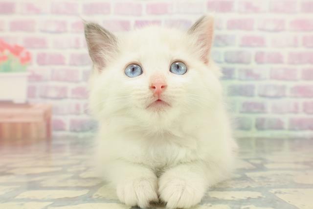東京都のラグドール (Coo&RIKU浅草店/2026年1月22日生まれ/女の子/ブルーポイントバイカラー)の子猫の1枚目の画像