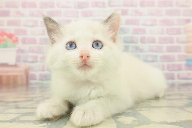 東京都のラグドール (Coo&RIKU浅草店/2026年1月22日生まれ/女の子/ブルーポイントバイカラー)の子猫の2枚目の画像