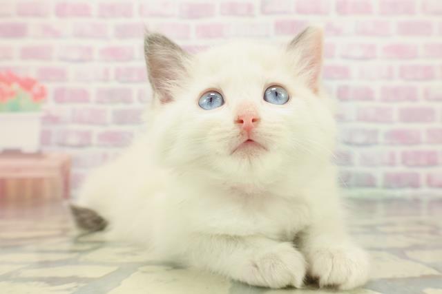 東京都のラグドール (Coo&RIKU浅草店/2026年1月22日生まれ/女の子/ブルーポイントバイカラー)の子猫の3枚目の画像