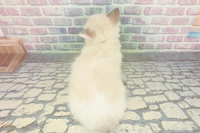 東京都のラグドール (Coo&RIKU浅草店/2026年1月22日生まれ/女の子/ブルーポイントバイカラー)の子猫の4枚目の画像