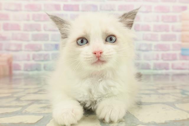 栃木県のラグドール (Coo&RIKUFKDインターパーク店/2026年1月22日生まれ/女の子/ブルーポイントバイカラー)の子猫の1枚目の画像