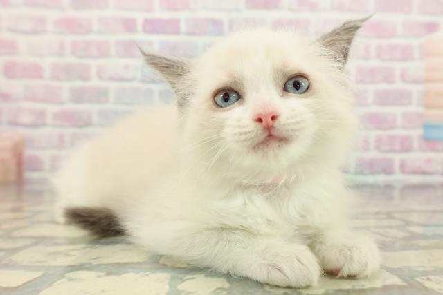 栃木県のラグドール (Coo&RIKUFKDインターパーク店/2026年1月22日生まれ/女の子/ブルーポイントバイカラー)の子猫の3枚目の画像