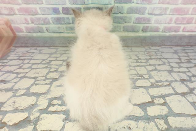 栃木県のラグドール (Coo&RIKUFKDインターパーク店/2026年1月22日生まれ/女の子/ブルーポイントバイカラー)の子猫の4枚目の画像