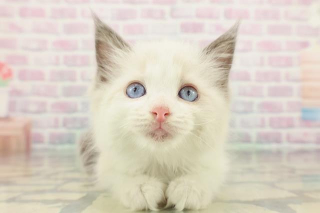 東京都のラグドール (Coo&RIKU足立本店/2026年1月22日生まれ/女の子/ブルーポイントバイカラー)の子猫の1枚目の画像