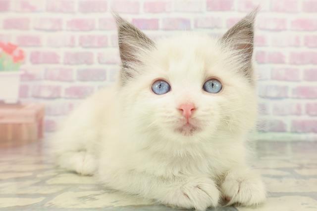 東京都のラグドール (Coo&RIKU足立本店/2026年1月22日生まれ/女の子/ブルーポイントバイカラー)の子猫の3枚目の画像