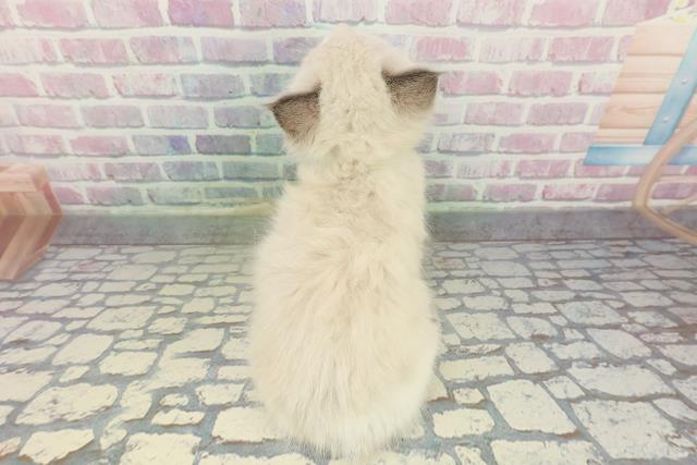 東京都のラグドール (Coo&RIKU足立本店/2026年1月22日生まれ/女の子/ブルーポイントバイカラー)の子猫の4枚目の画像