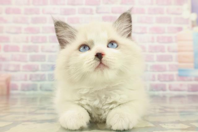 東京都のラグドール (Coo&RIKU新小岩店/2026年1月22日生まれ/女の子/シールポイントバイカラー)の子猫の1枚目の画像