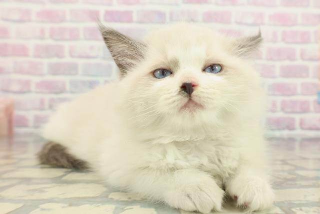 東京都のラグドール (Coo&RIKU新小岩店/2026年1月22日生まれ/女の子/シールポイントバイカラー)の子猫の3枚目の画像