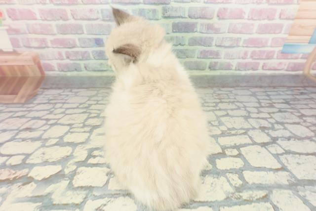 東京都のラグドール (Coo&RIKU新小岩店/2026年1月22日生まれ/女の子/シールポイントバイカラー)の子猫の4枚目の画像