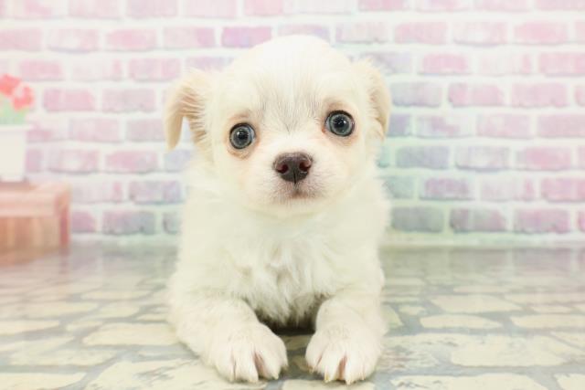 東京都のチワワ(ロング) (Coo&RIKU自由が丘店/2026年1月24日生まれ/男の子/クリーム)の子犬