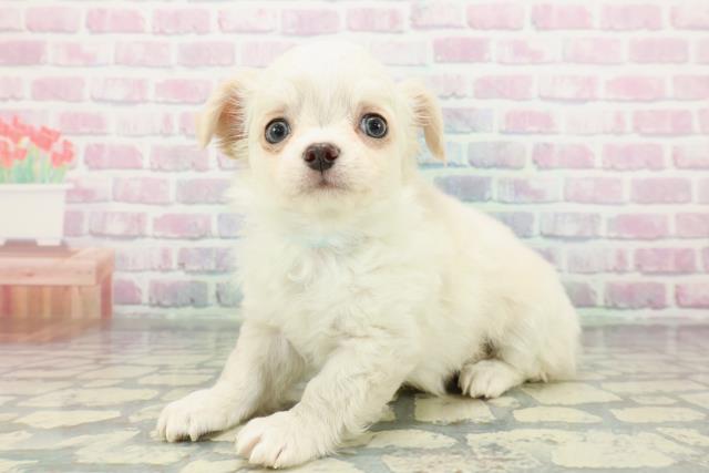 東京都のチワワ(ロング) (Coo&RIKU自由が丘店/2026年1月24日生まれ/男の子/クリーム)の子犬の2枚目の画像