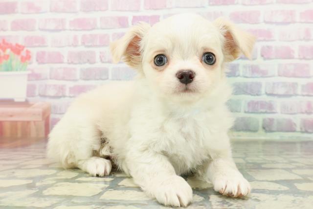 東京都のチワワ(ロング) (Coo&RIKU自由が丘店/2026年1月24日生まれ/男の子/クリーム)の子犬の3枚目の画像