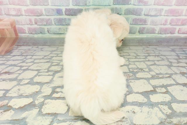 東京都のチワワ(ロング) (Coo&RIKU自由が丘店/2026年1月24日生まれ/男の子/クリーム)の子犬の4枚目の画像