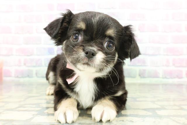 東京都のチワワ(ロング) (Coo&RIKU下北沢店/2026年1月24日生まれ/女の子/ブラックタンホワイト)の子犬の1枚目の画像