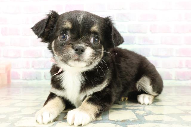 東京都のチワワ(ロング) (Coo&RIKU下北沢店/2026年1月24日生まれ/女の子/ブラックタンホワイト)の子犬の2枚目の画像