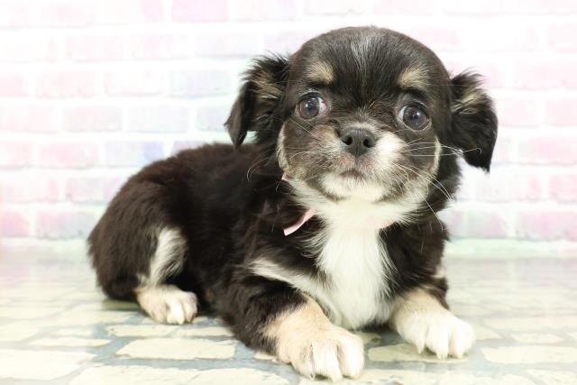 東京都のチワワ(ロング) (Coo&RIKU下北沢店/2026年1月24日生まれ/女の子/ブラックタンホワイト)の子犬の3枚目の画像