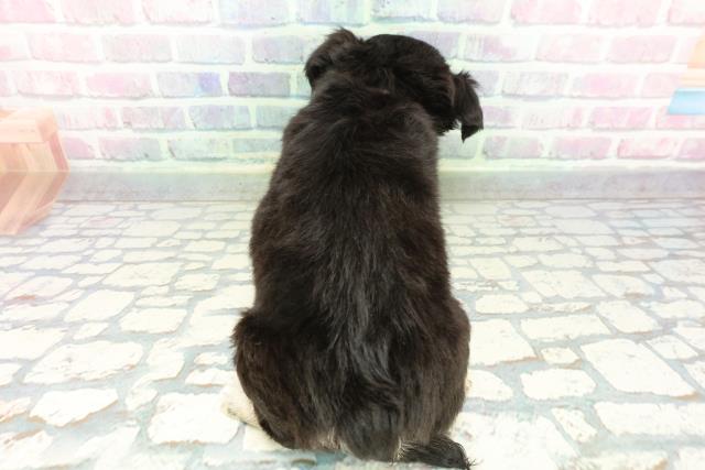 東京都のチワワ(ロング) (Coo&RIKU下北沢店/2026年1月24日生まれ/女の子/ブラックタンホワイト)の子犬の4枚目の画像