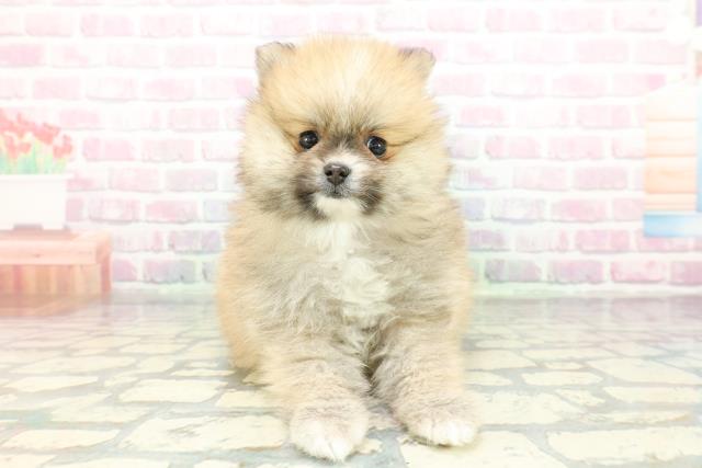 群馬県のポメラニアン (Coo&RIKU前橋店/2026年1月26日生まれ/女の子/オレンジ)の子犬