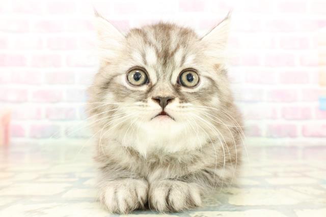 群馬県のミヌエット (Coo&RIKU伊勢崎店/2026年1月22日生まれ/男の子/シルバータビー)の子猫の1枚目の画像