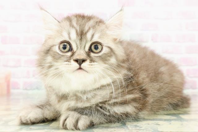 群馬県のミヌエット (Coo&RIKU伊勢崎店/2026年1月22日生まれ/男の子/シルバータビー)の子猫の2枚目の画像