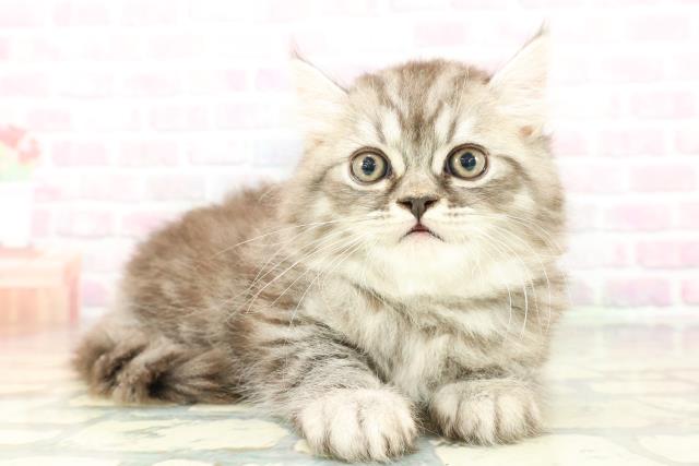 群馬県のミヌエット (Coo&RIKU伊勢崎店/2026年1月22日生まれ/男の子/シルバータビー)の子猫の3枚目の画像